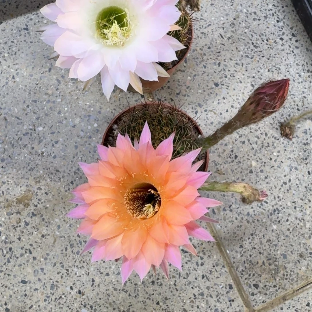 306彩草脱土发货掰花掉侧牙无售后斑软