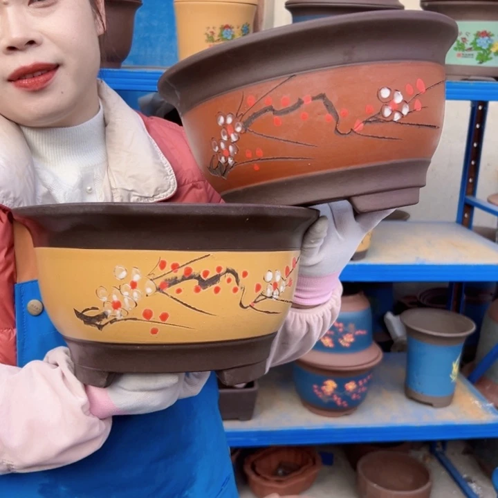 黄富贵点菜大和红富贵点菜大花盆