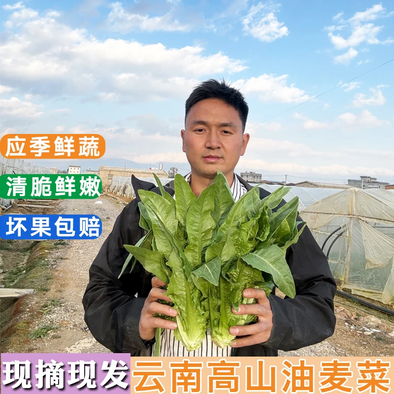 云南高山油麦菜农家应季蔬菜火锅涮菜四季青菜油麦菜【3斤5斤装】