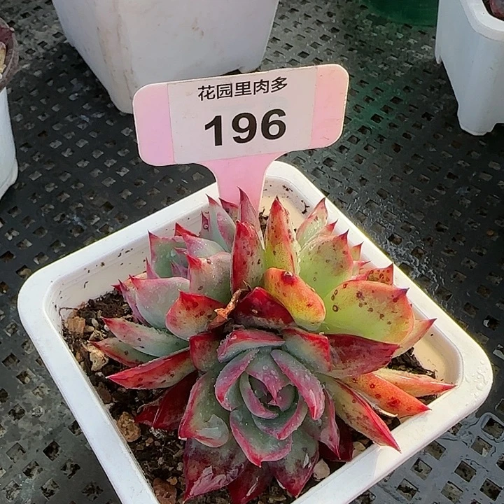 196 惊鸿仙子多肉植物8-10cm