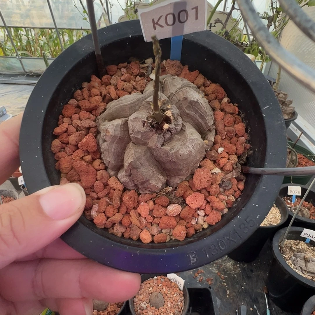 多肉植物专拍 一物一拍 南非龟甲龙001