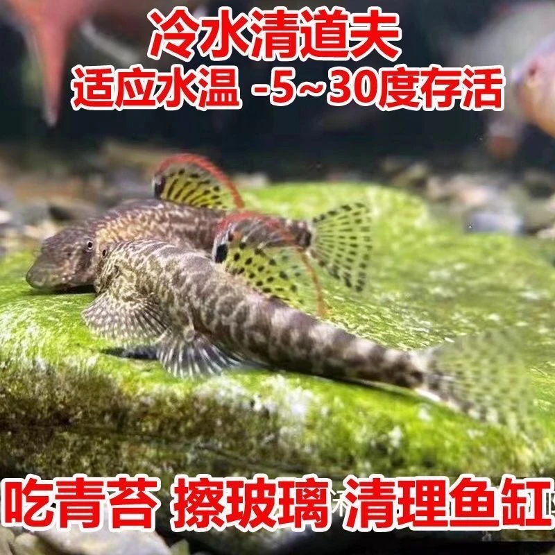 溪流吸鳅鱼双吸盘冷水清洁工工具鱼吃残渣擦玻璃净化鱼缸