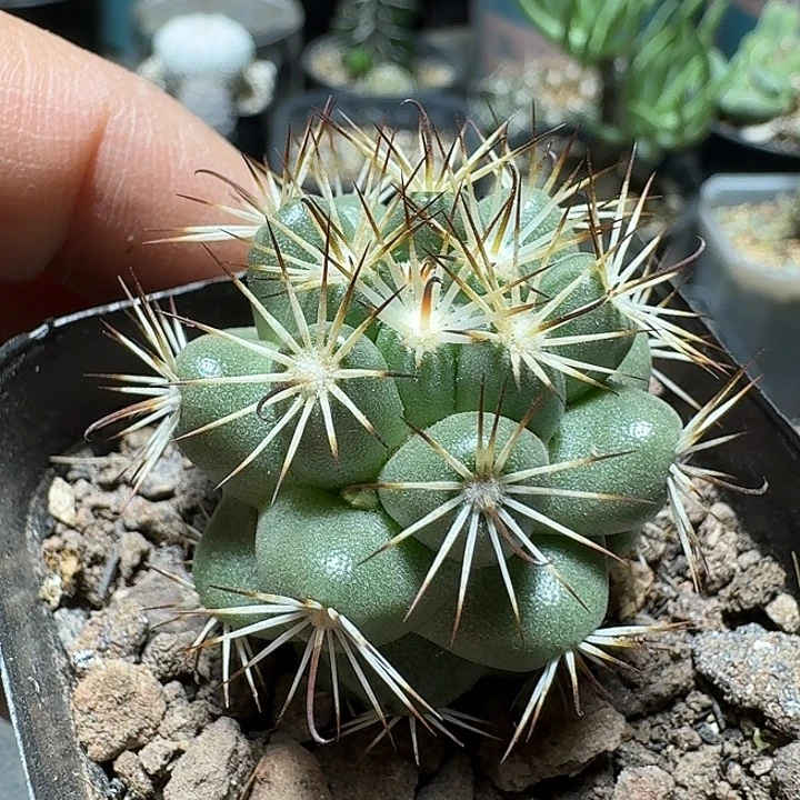 190蓬莱宫脱土发货