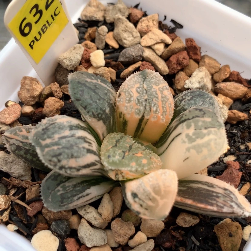 【闪购商品】632摩多yyy