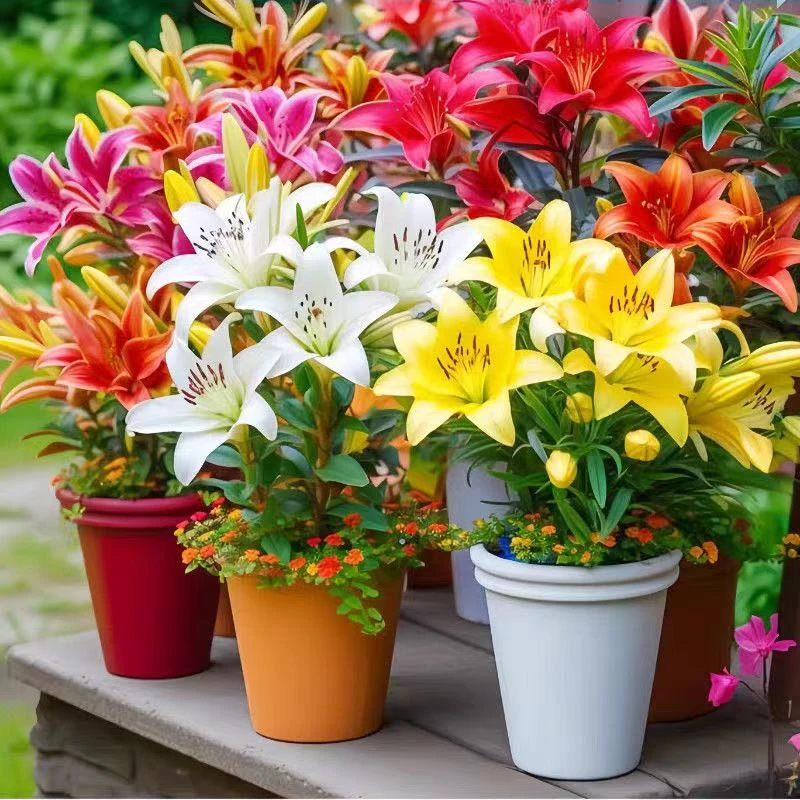 百合花种球盆栽地栽阳台庭院四季种植开花植物