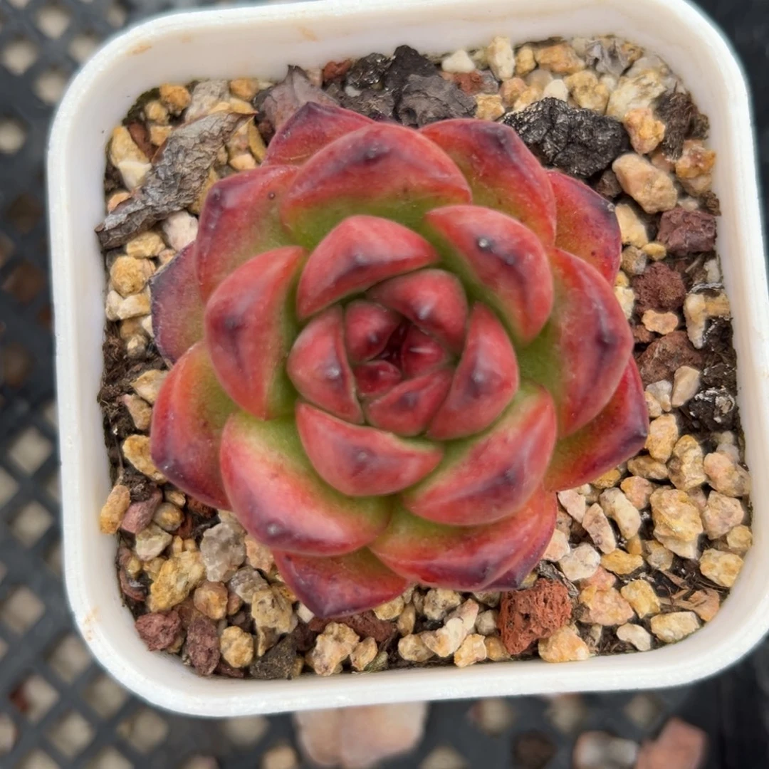 Tm 精控多肉一物一拍