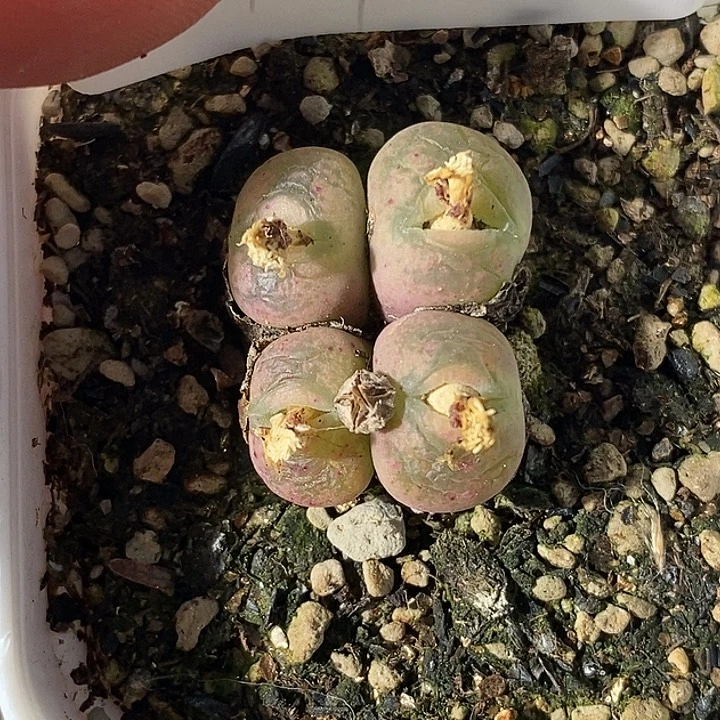 1224-114-杂交脱土。