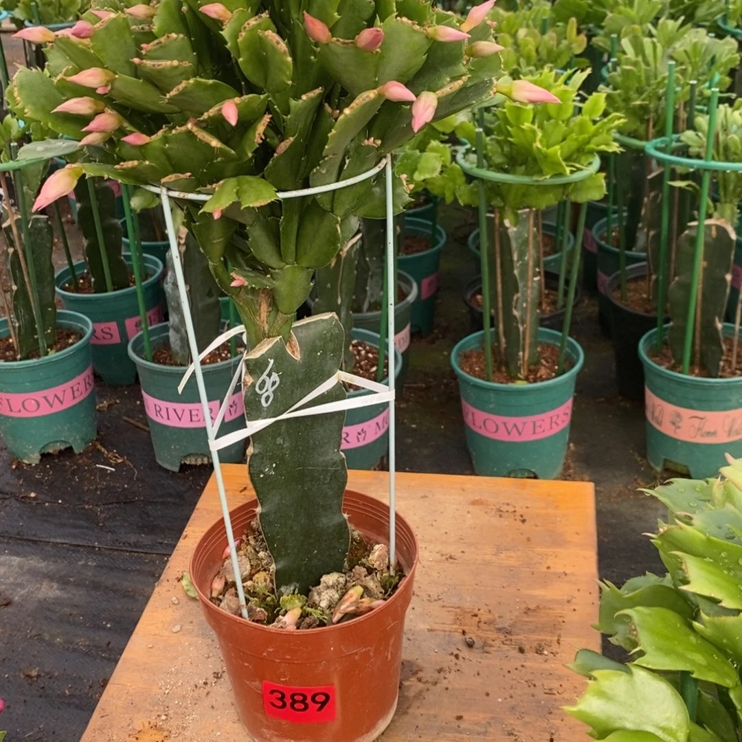 半***沙完全开放389嫁接068