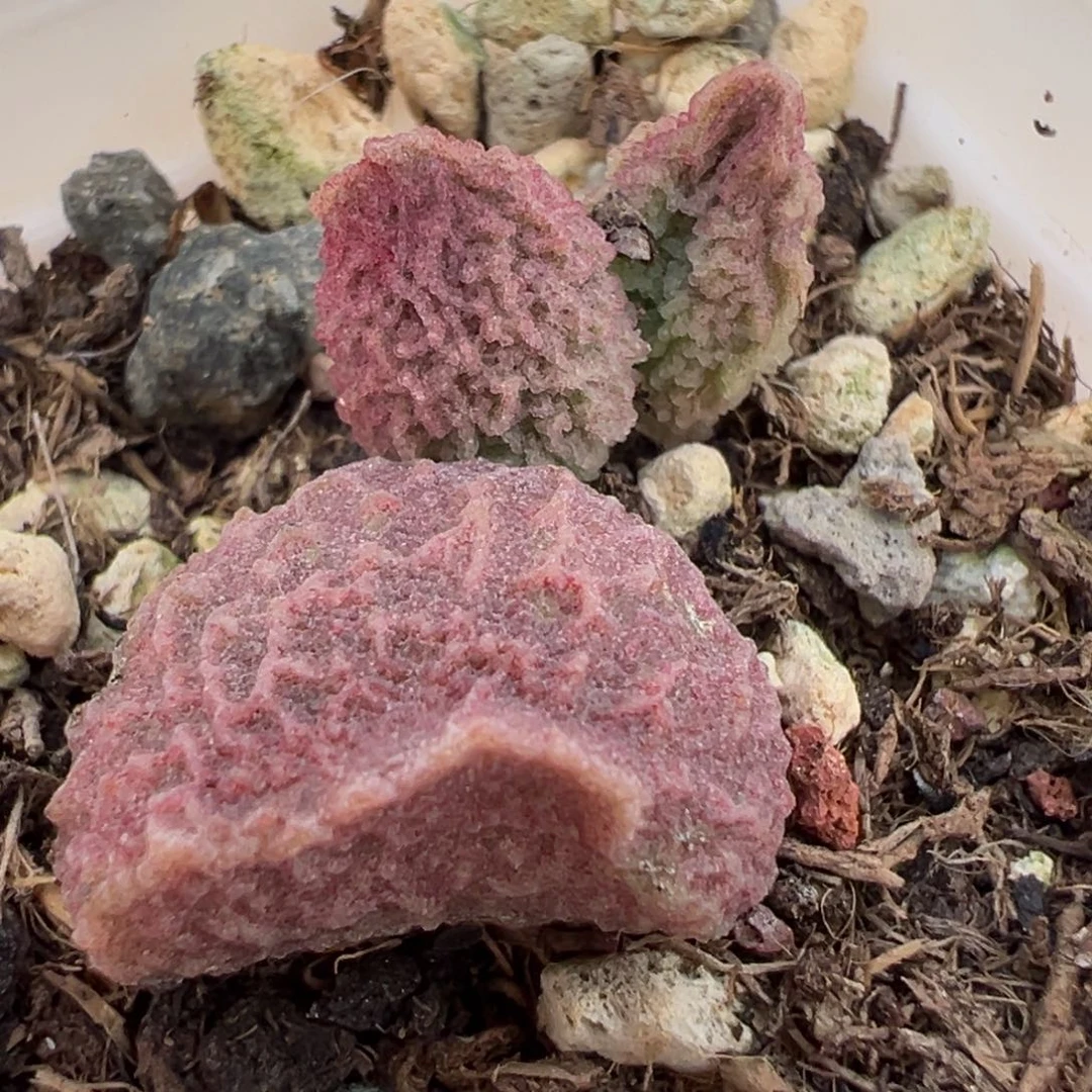 粉色实生新品大苗多肉植物水泡