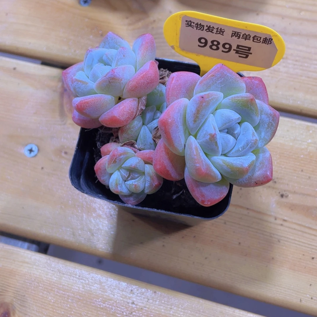 989号 老桩飘枝冰玉多头