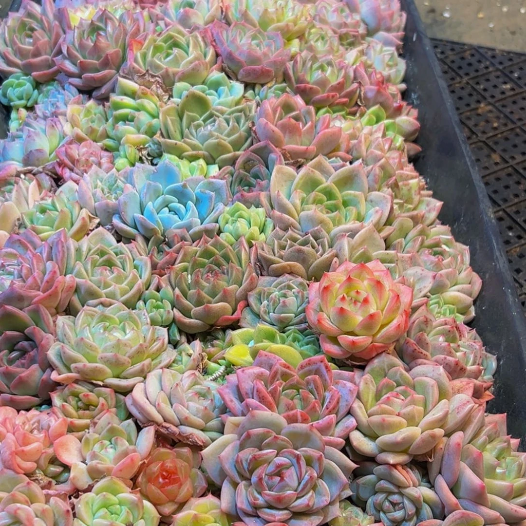 938多肉葡萄领导人物库资料