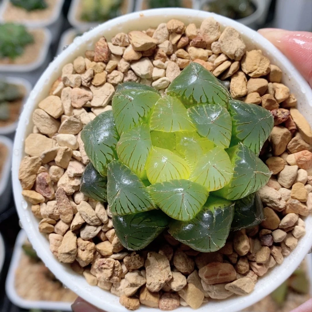 洛神玉露多肉植物多肉植物