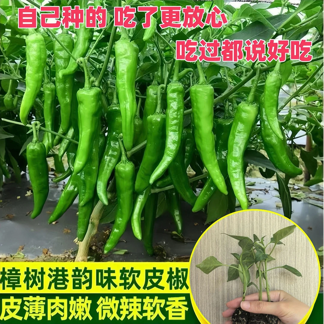 【樟树港辣椒种苗】阳台盆栽蔬菜辣椒苗螺丝椒线椒南北方四季种植