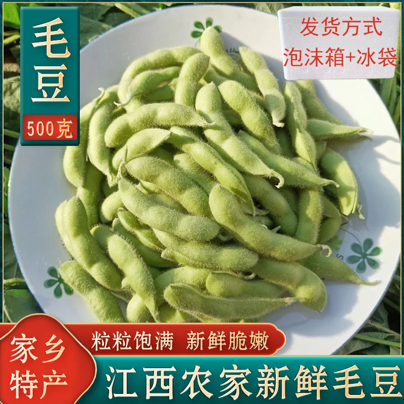 江西新鲜毛豆现摘农家青豆子带壳嫩毛豆荚露天种植应季蔬菜青皮豆