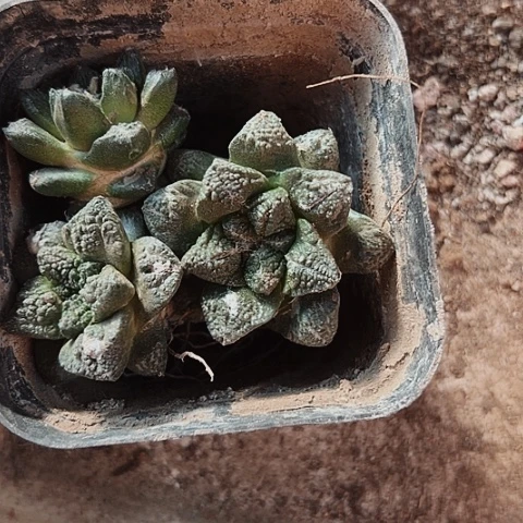 618处理三个牡丹仙人球