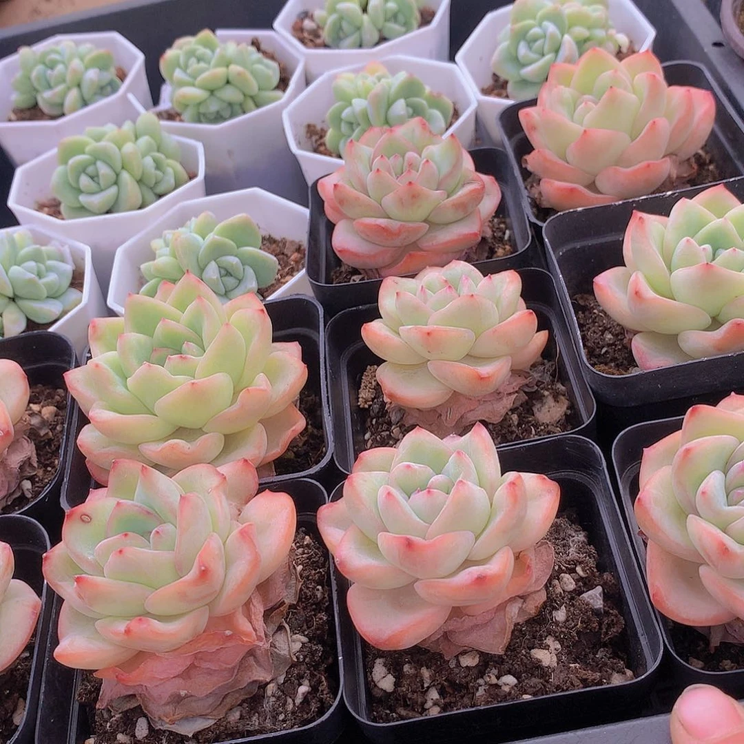 两颗泡芙245789999000