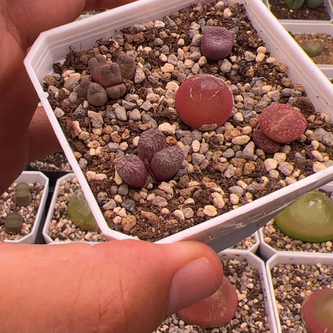 8.8福利多肉植物209
