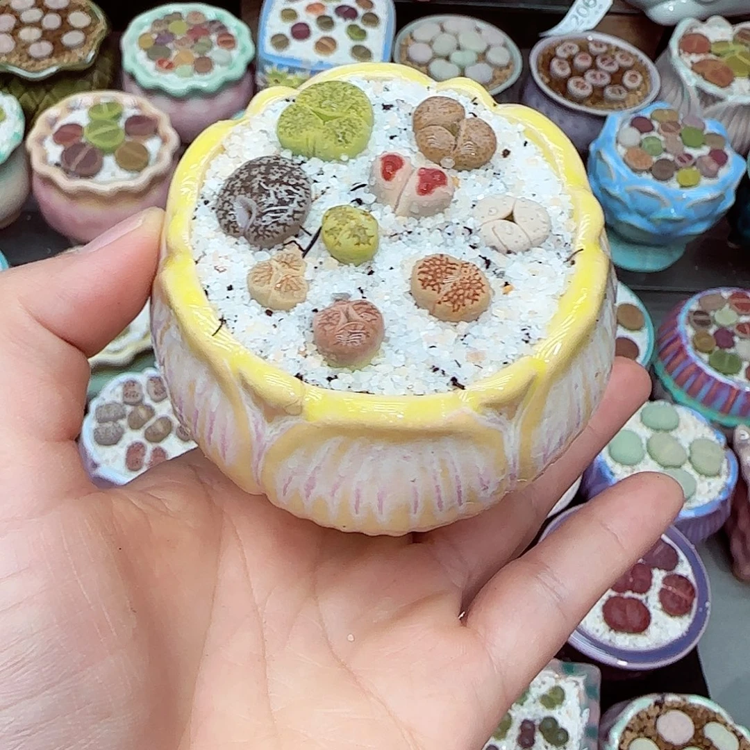 生石花18包邮0908-222