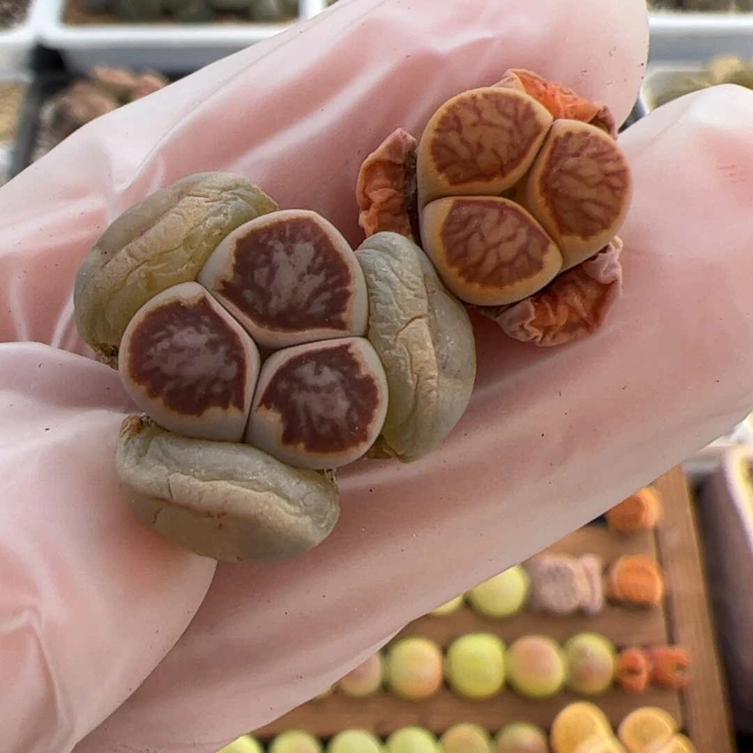 0333号 菊奔多肉植物