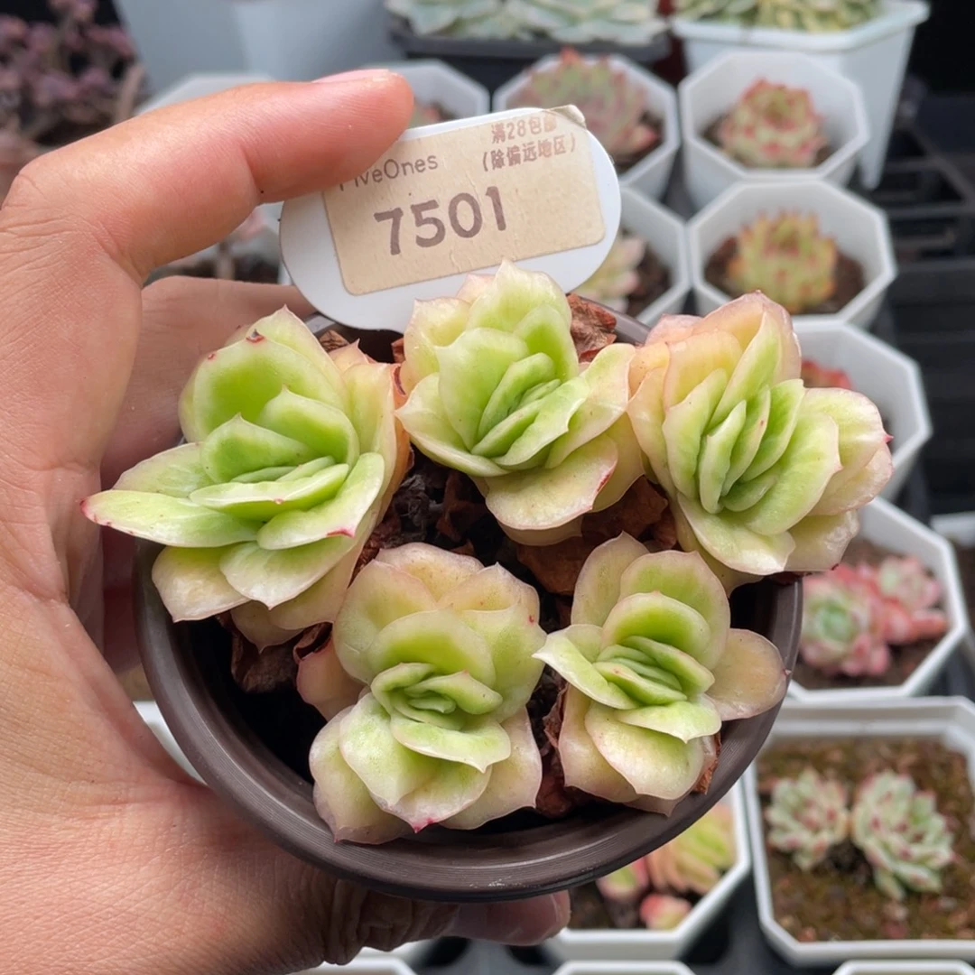 冰玫瑰锦7501-10.5厘米