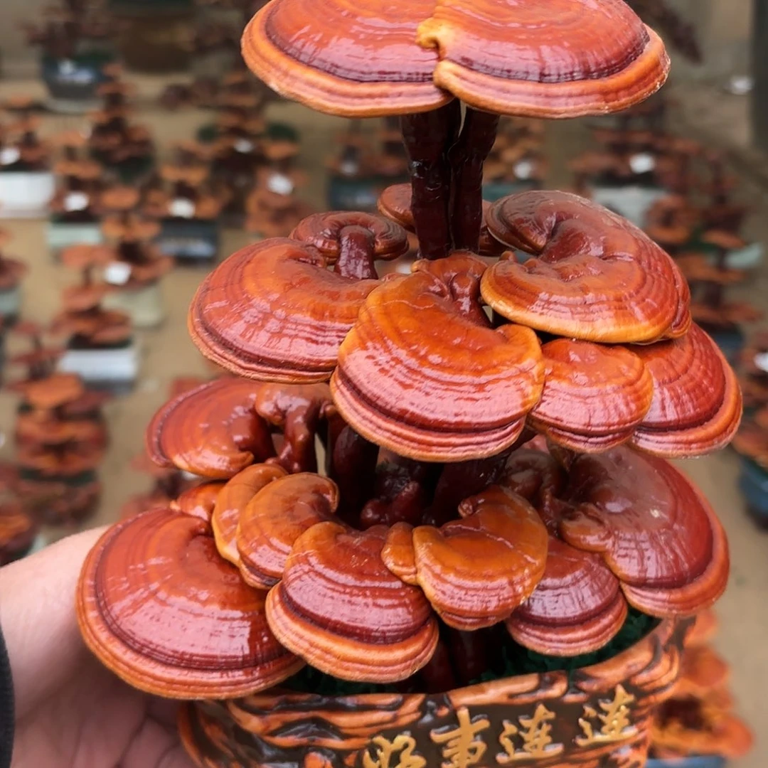 无花朵灵芝是我国著名植物