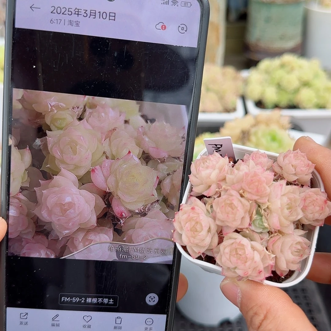 【闪购商品】0425-116（fm-59-2）