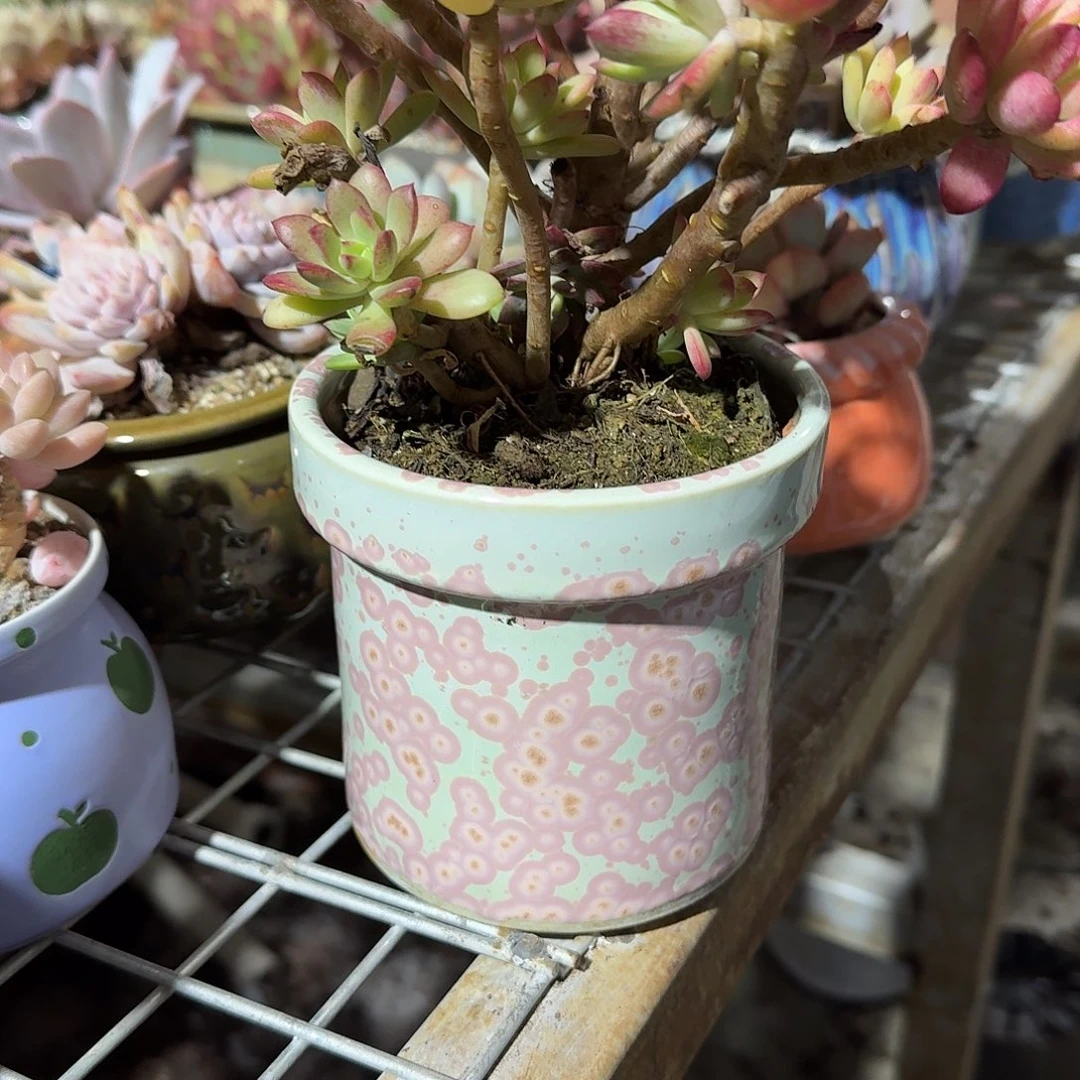 白***霜梅花点点花盆多肉