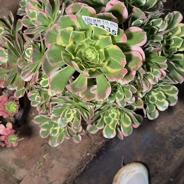 31435白凤多肉植物