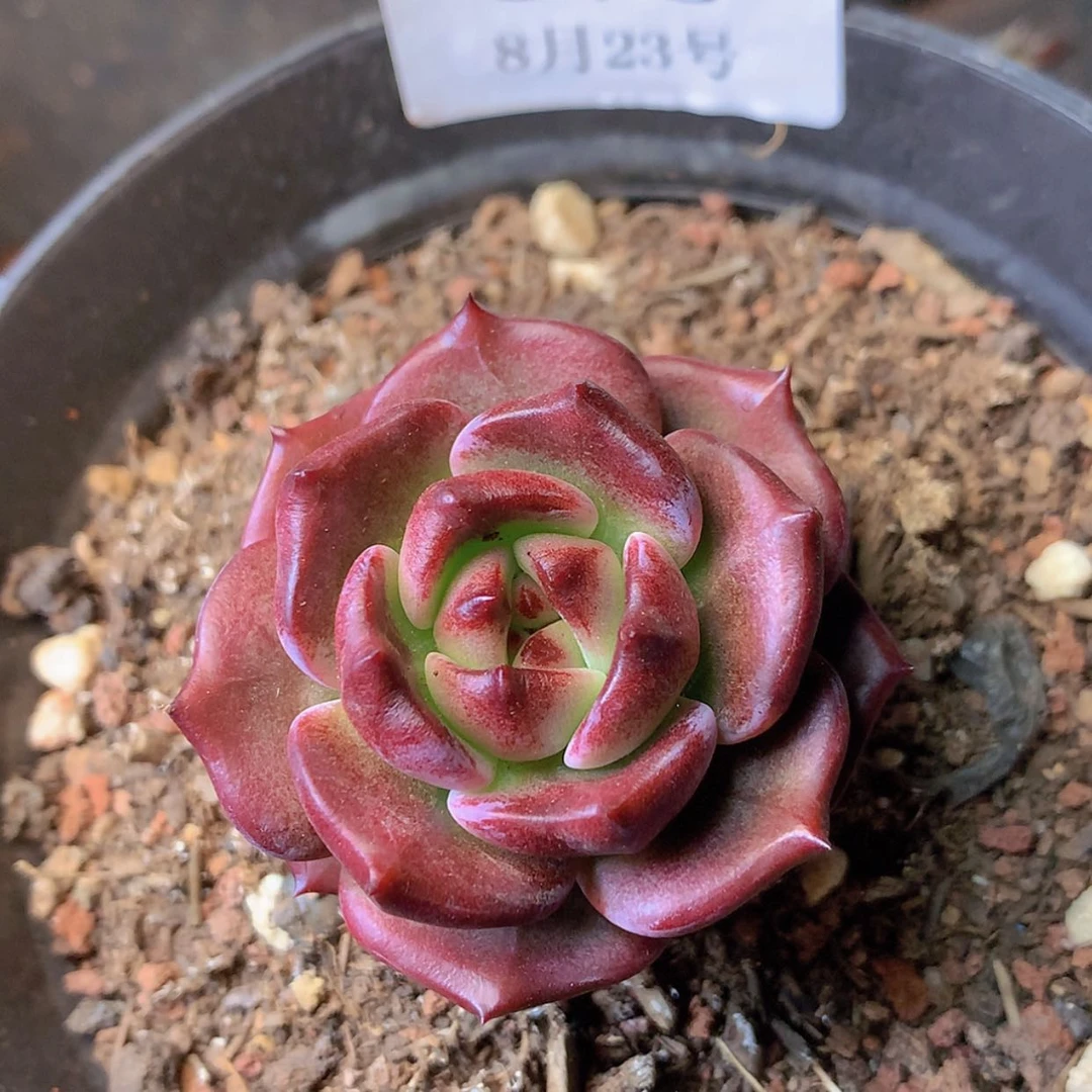 【闪购商品】云675号