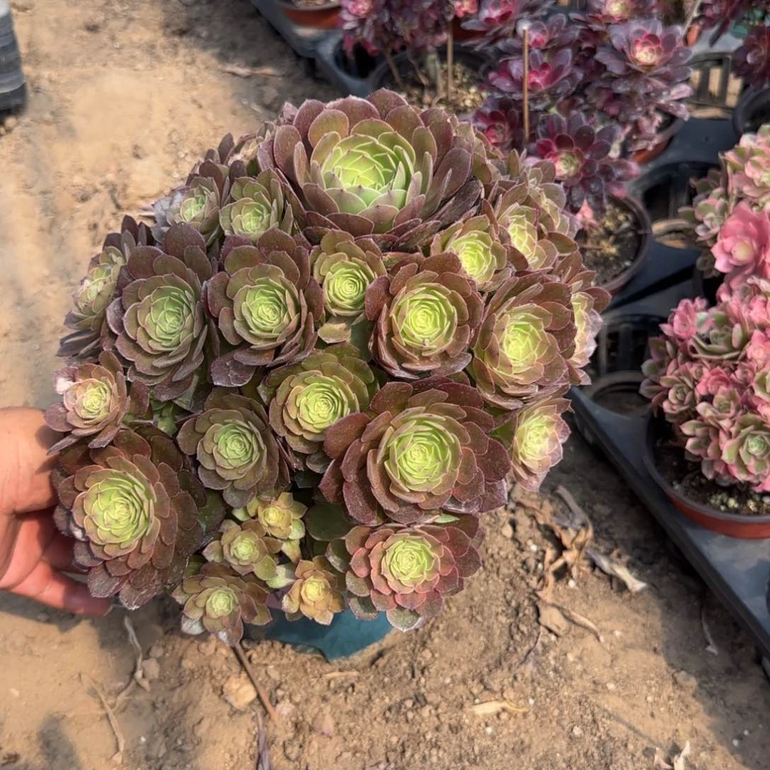 程*一物一拍大雨荷多肉19.9