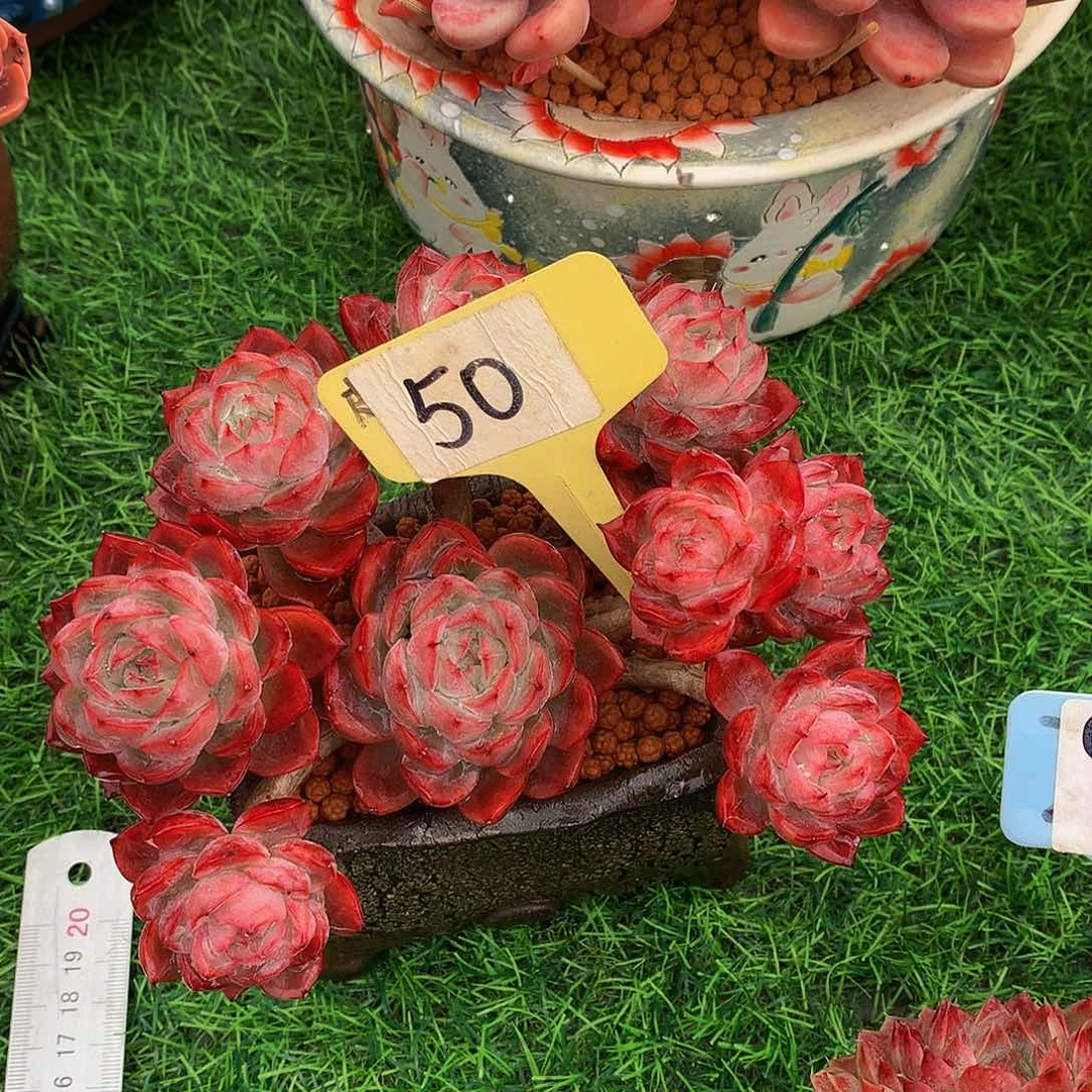 华****金红龙多肉植物1211