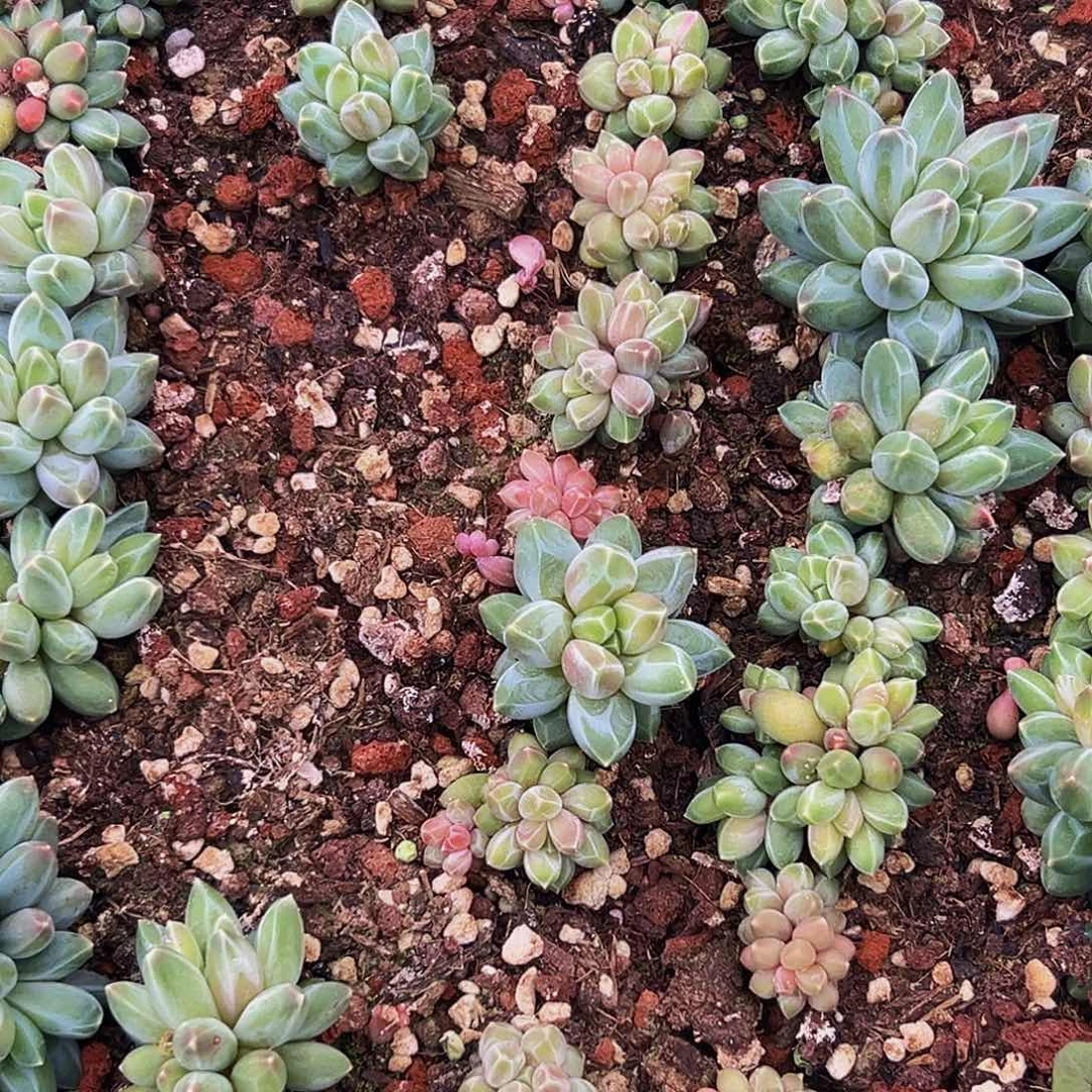 10颗美人系列多肉植物