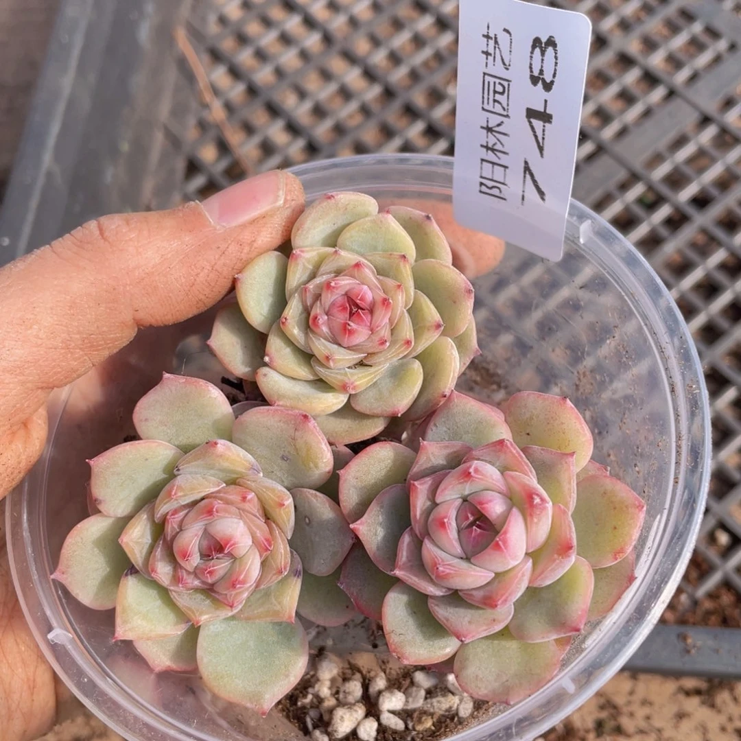 多肉植物多肉植物748