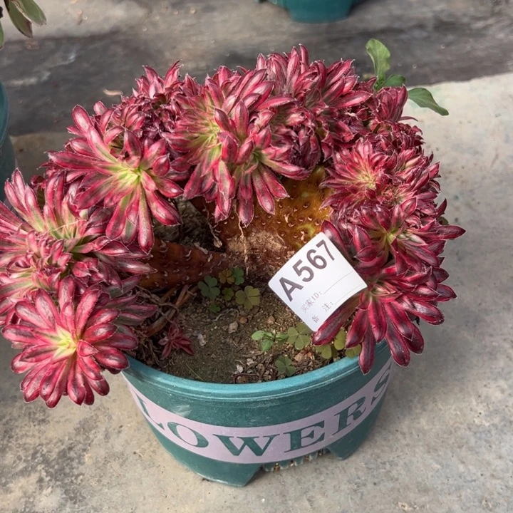 567朱雀缀20厘米左右