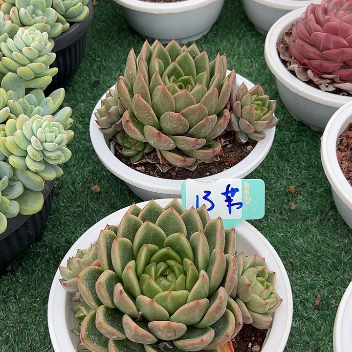 13黜华珍妮带盆一个多肉