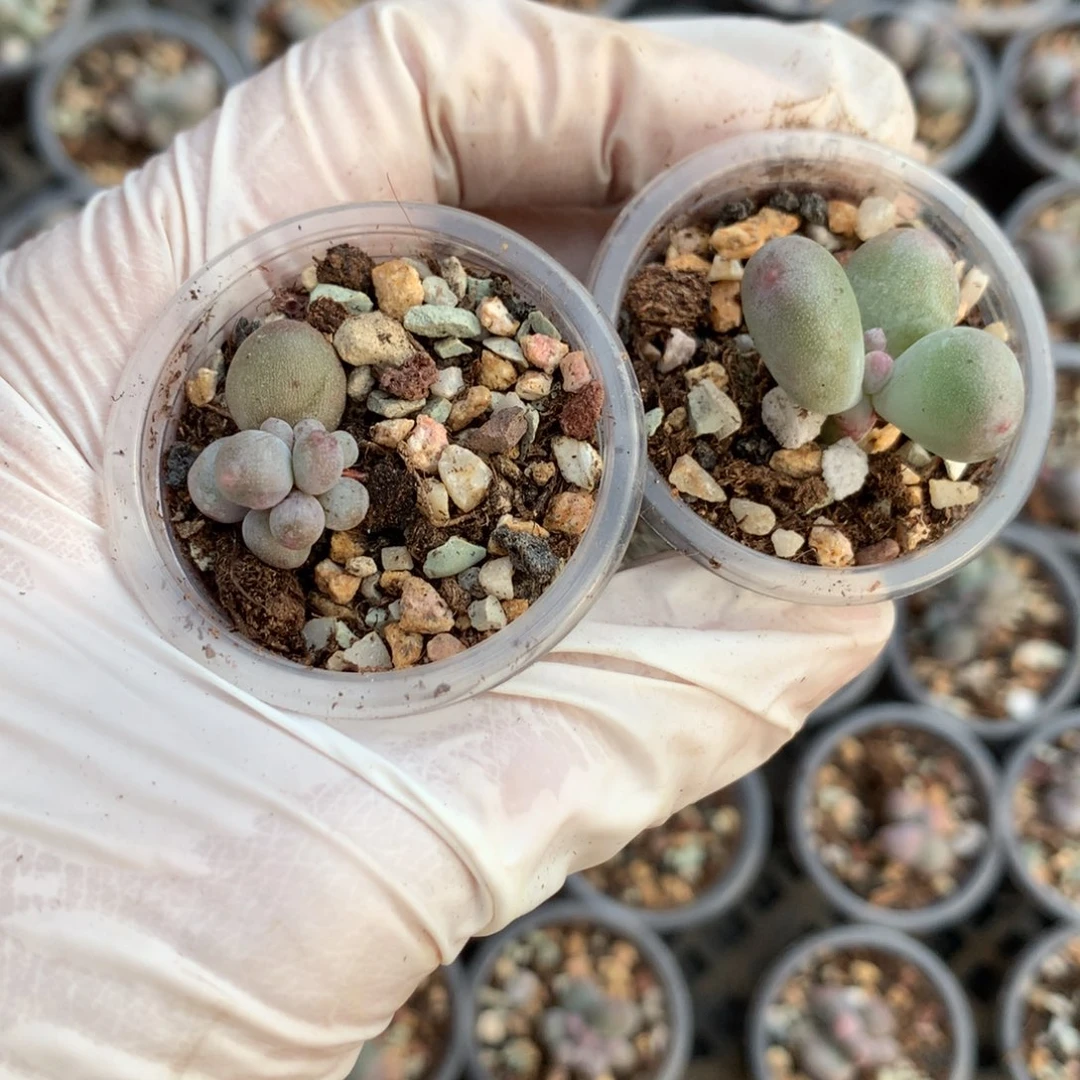 哈***）米可奶酪多肉mikenail