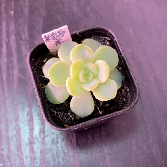 阳***子西米露3号专拍