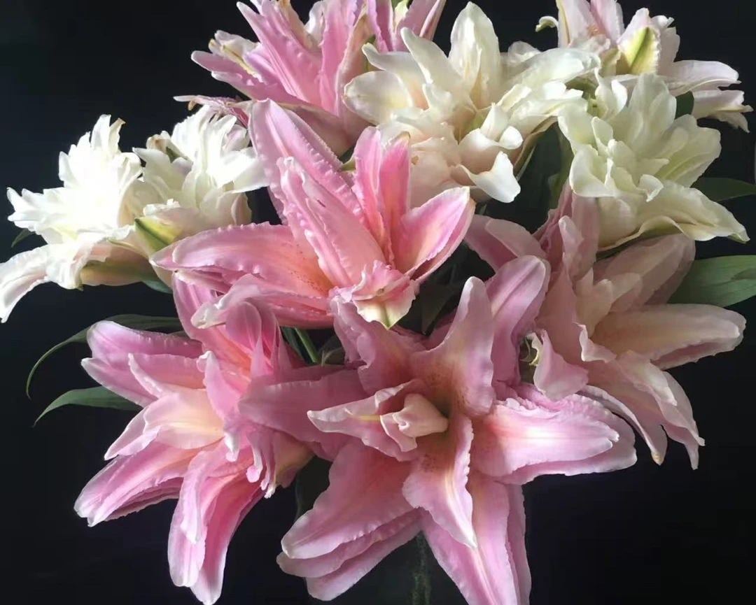 【买百合选林冲】富安娜重瓣香水百合 蓬松饱满 香味甜