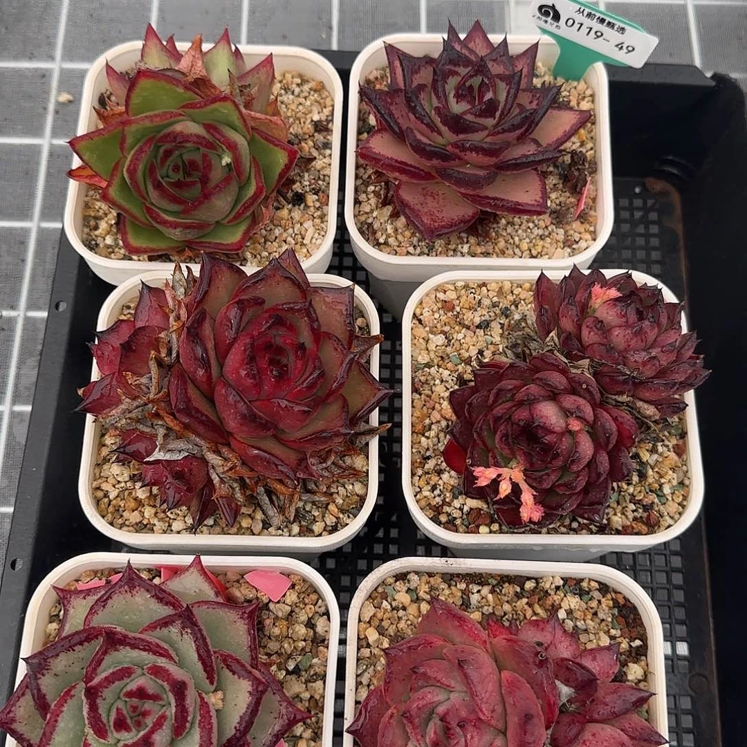 从前慢甄选多肉0119-49