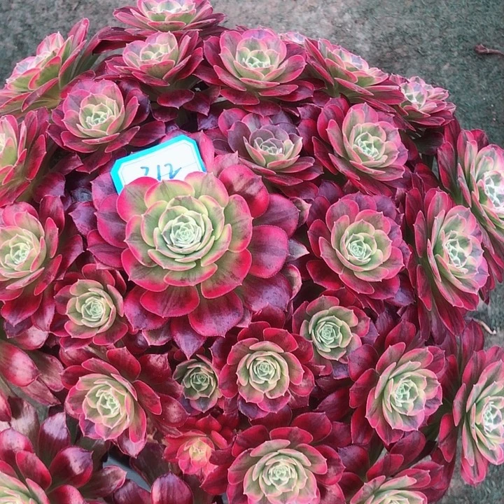 312安娜多肉法师