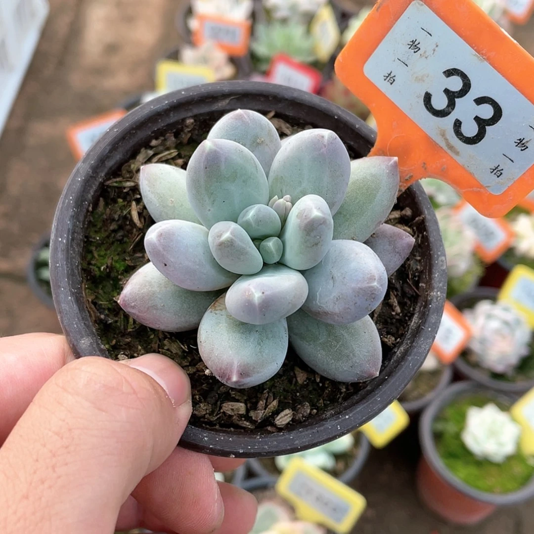 【闪购商品】33号的