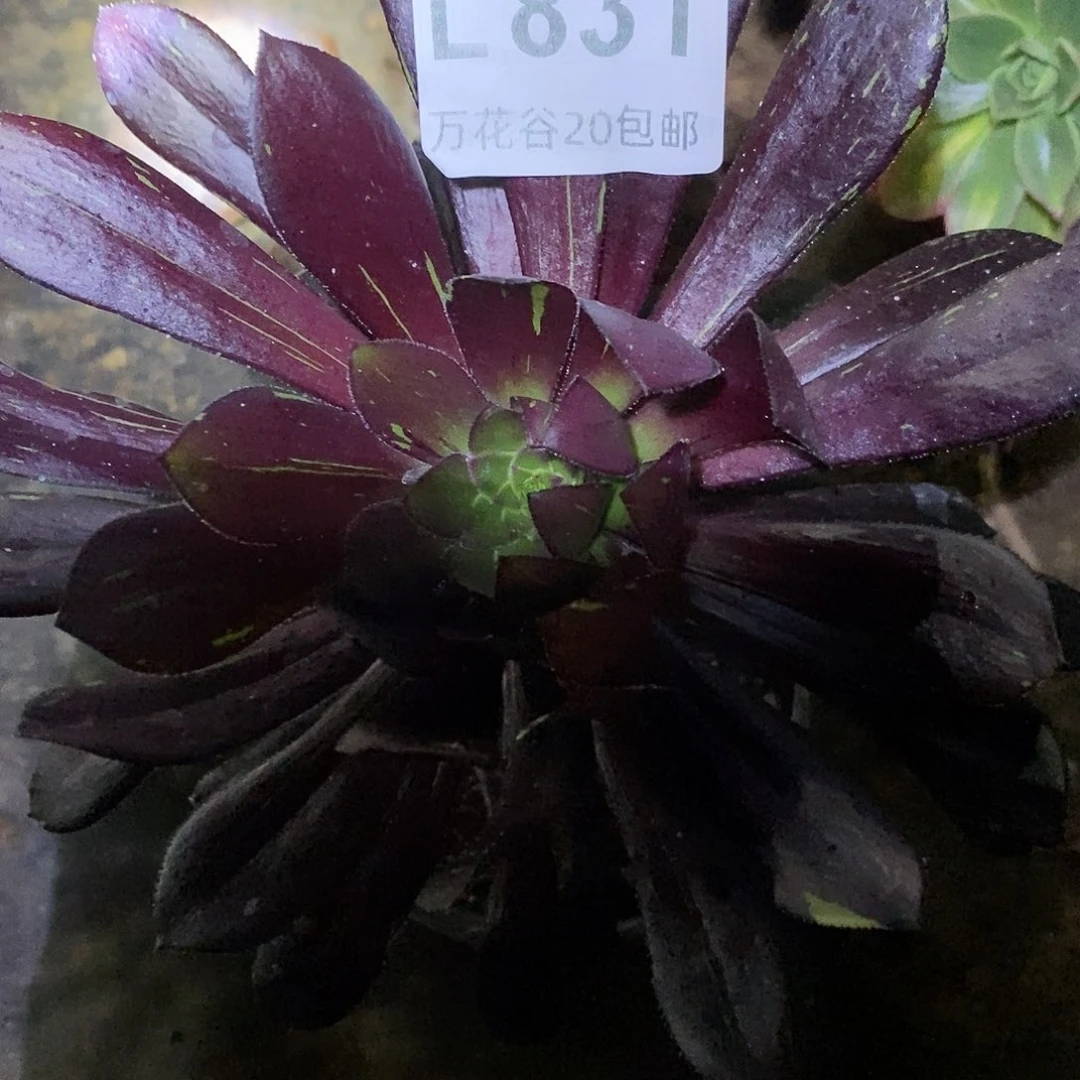 831墨法多肉植物