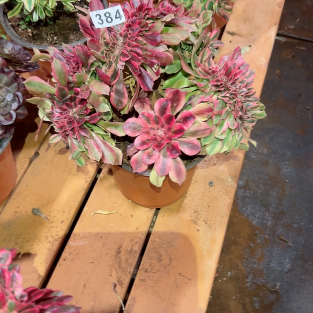 384 号多肉植物新年