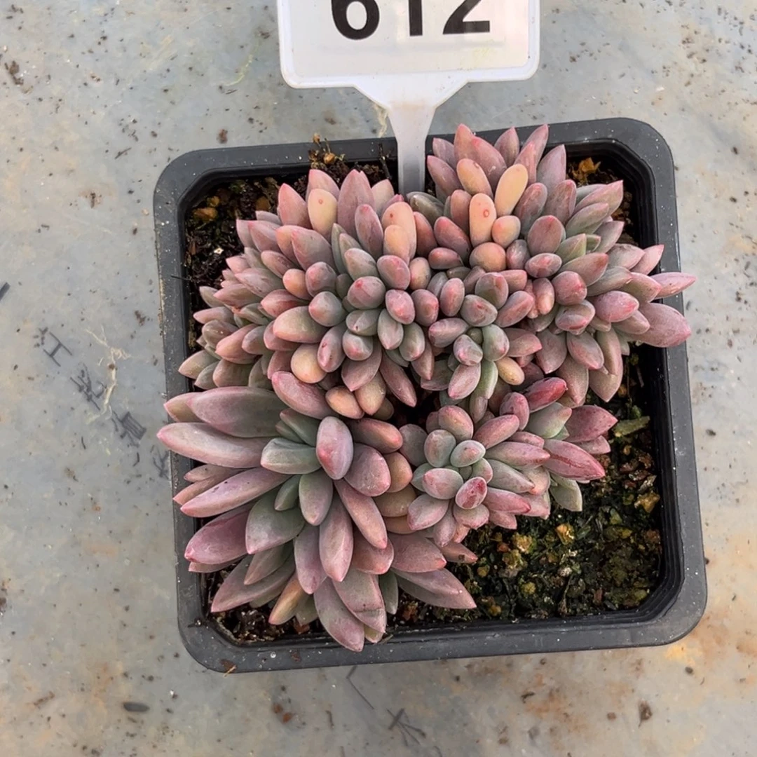 多肉植物桃花源缀化612