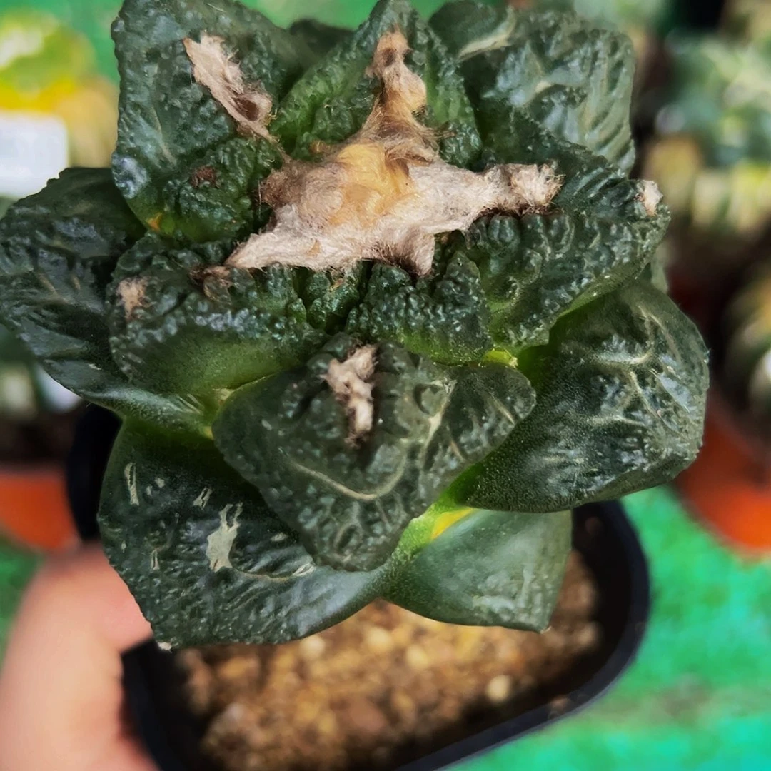 无花朵福利龟甲牡丹940