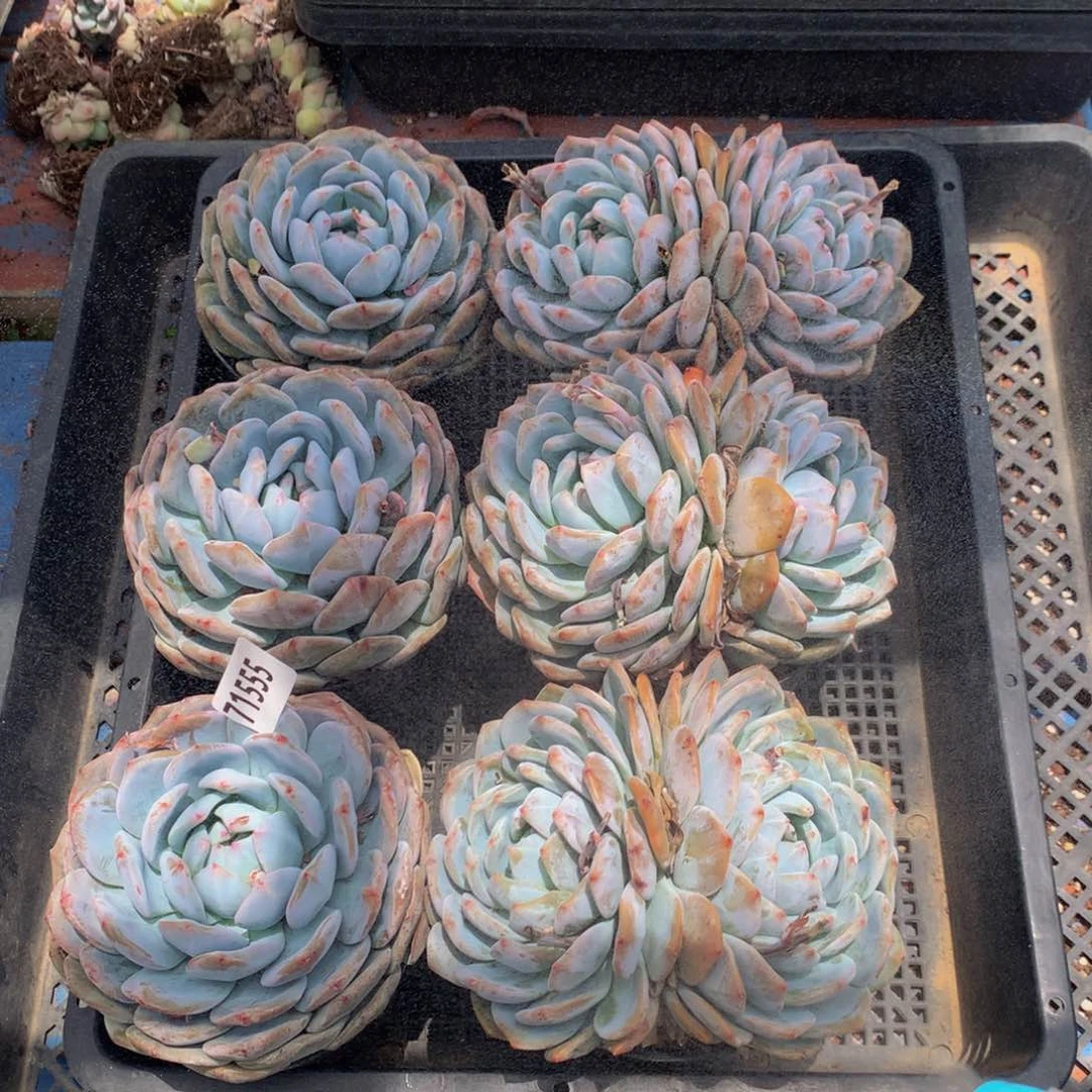 71555六个嗯嗯嗯嗯嗯嗯好喜欢