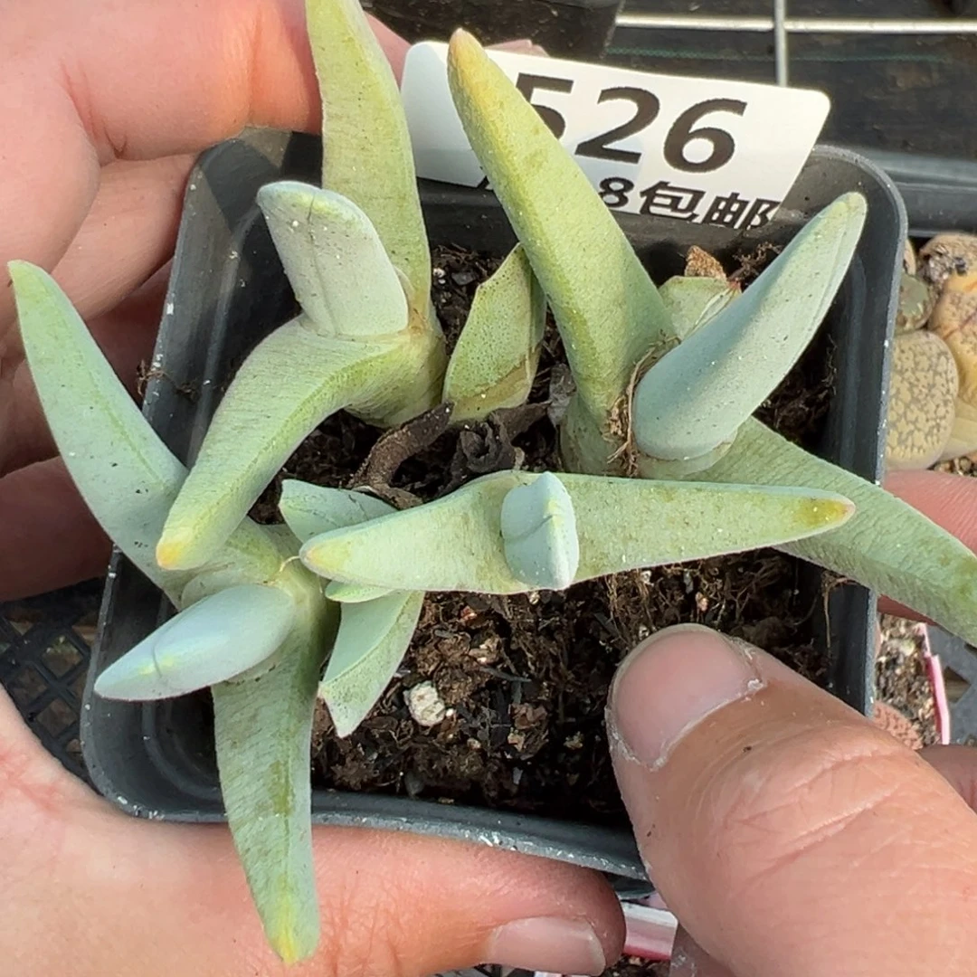 【闪购商品】526…..