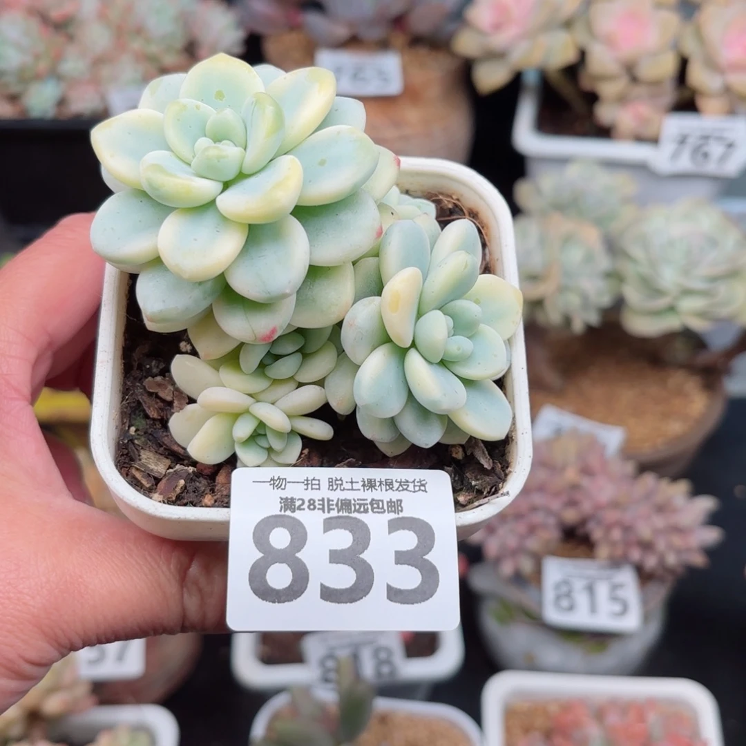 劳尔锦无盆土发货