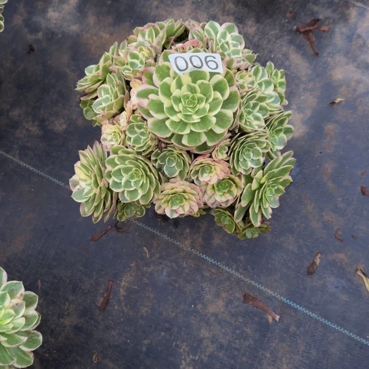 00000000006玉芙蓉