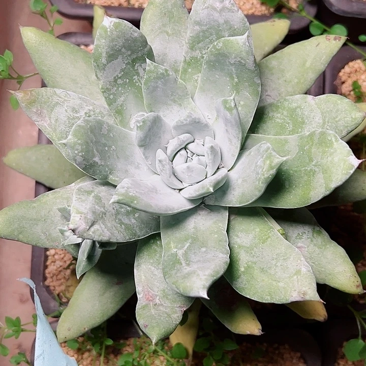 9323普芙拇指仙女杯